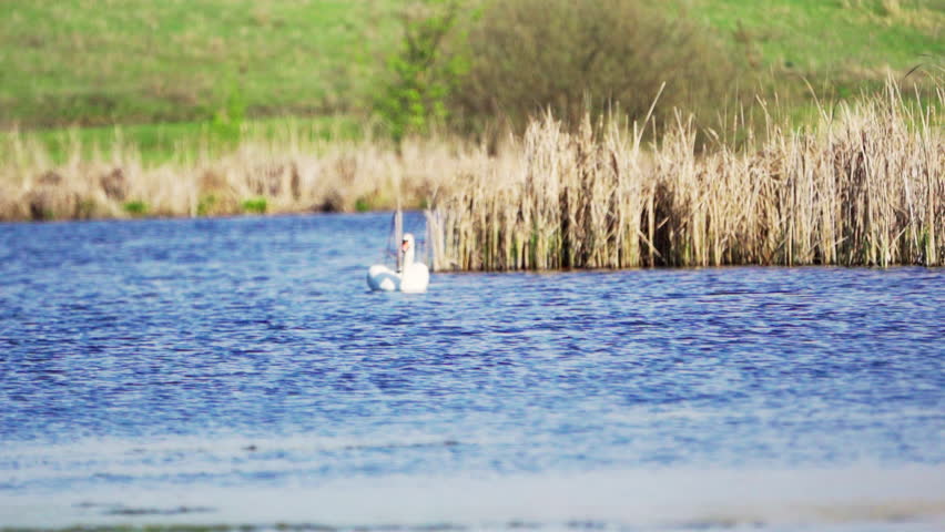 Mute swan (Cygnus olor).  A white swan flapping its wings takes off over the water. Slow motion.