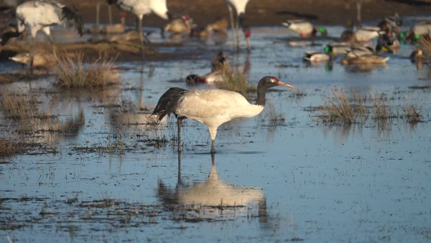 Black-necked Crane Wintering in Yunnan Wetlands, China