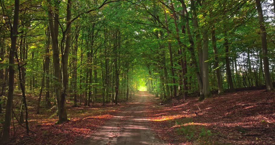 Autumn country road through forest. Aerial view of nature in Poland, Europe.