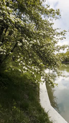 Panorama of the park pond on a cloudy summer day. Vertical format.