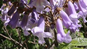 Paulownia tree's elegant purple flowers backlit by golden sunlight in a spring garden. The camera moves upward revealing more bell-shaped blooms against the bright green backdrop of foliage. - Powered by Shutterstock - Get 15% off with code: PIKWIZARD15