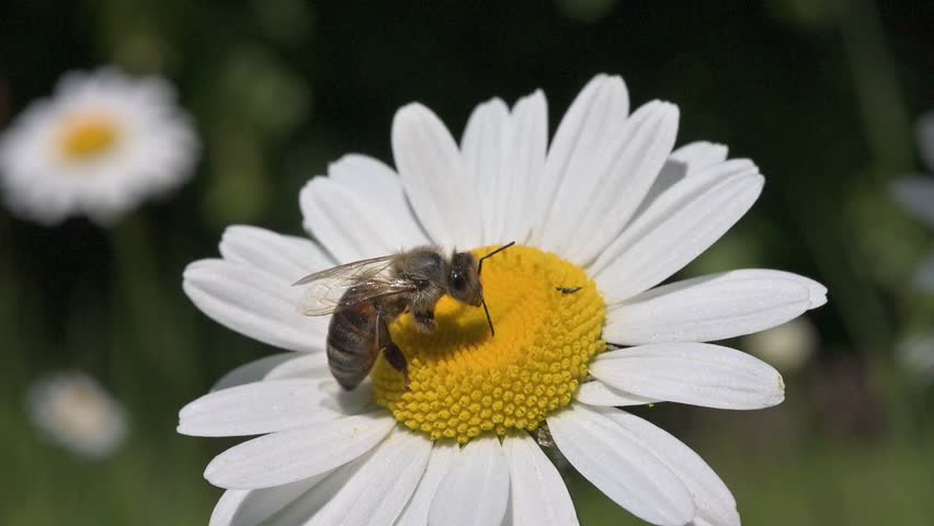 Honey Bee (Apis mellifera) grooming itself on an Oxeye Daisy (Leucanthemum vulgare) before flying off. May, Kent, UK [Slow motion x10]
