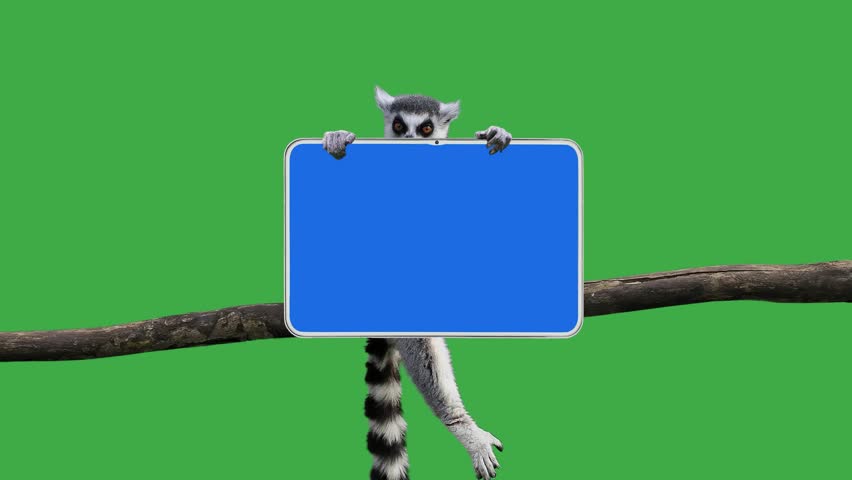 lemur holds a tablet in its paws with a blue screen on which you can place an inscription or video. green screen