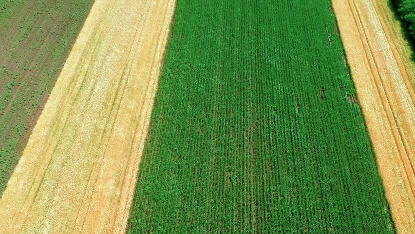 Aerial View Of Cultivated Agricultural Fields. Drone flying above crops in a field in springtime. Ripe barley and green corn fields drone point of view.