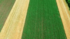Aerial View Of Cultivated Agricultural Fields. Drone flying above crops in a field in springtime. Ripe barley and green corn fields drone point of view. - Powered by Shutterstock - Get 15% off with code: PIKWIZARD15