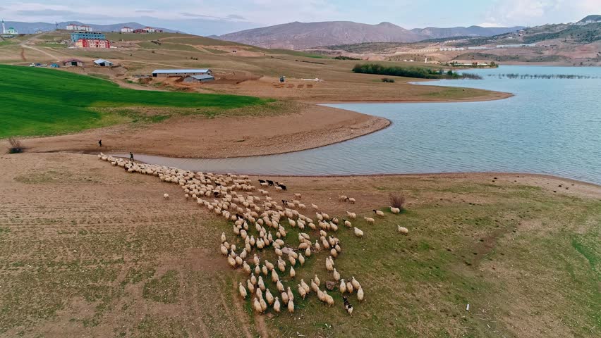 "Aerial View of Traditional Shepherding Near Lake in Turkish Highlands"