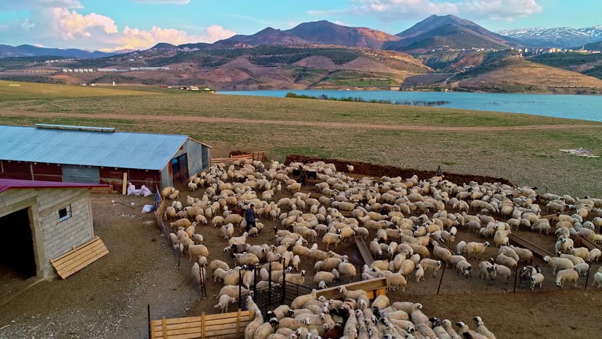 Aerial View of Sheep Herd Moving by Lake with Mountain Backdrop
