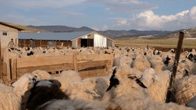 Large Flock of Sheep Feeding in Rural Farmyard with Mountain View" - Powered by Shutterstock - Get 15% off with code: PIKWIZARD15