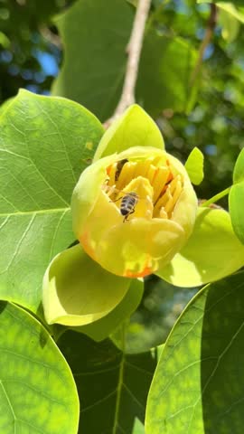 Bee pollinating a yellow tulip tree flower in spring sunlight, vertical video