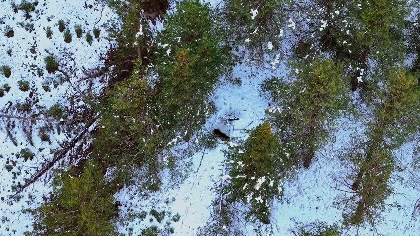 Aerial View of a Brown Bear in a Snow-Covered Forest

