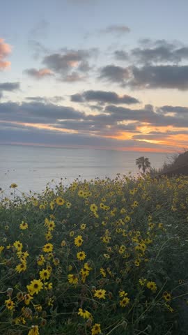 Encinitas, California sunset over ocean with yellow flowers