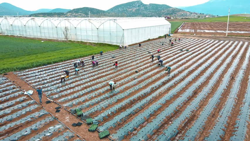 Rural Landscape During Organic Crop Planting	
