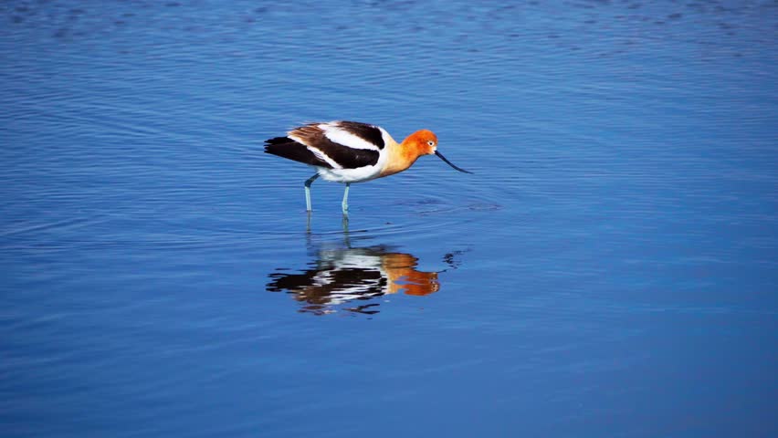 Elegant Shorebird Walks, Feeds, and Preens at Waterside
