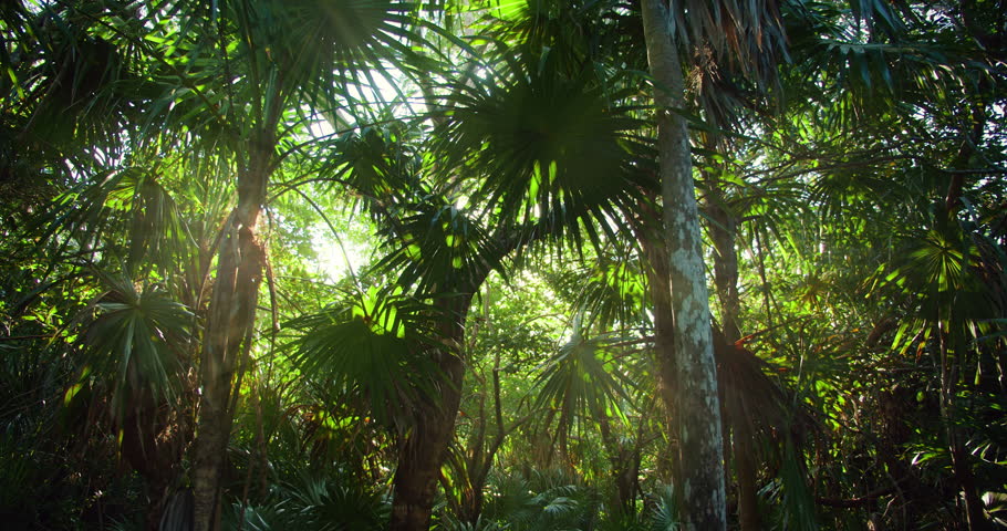 Sunlight filtering through dense tropical foliage in a lush jungle setting