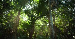 Sunlight filtering through dense tropical foliage in a lush jungle setting - Powered by Shutterstock - Get 15% off with code: PIKWIZARD15