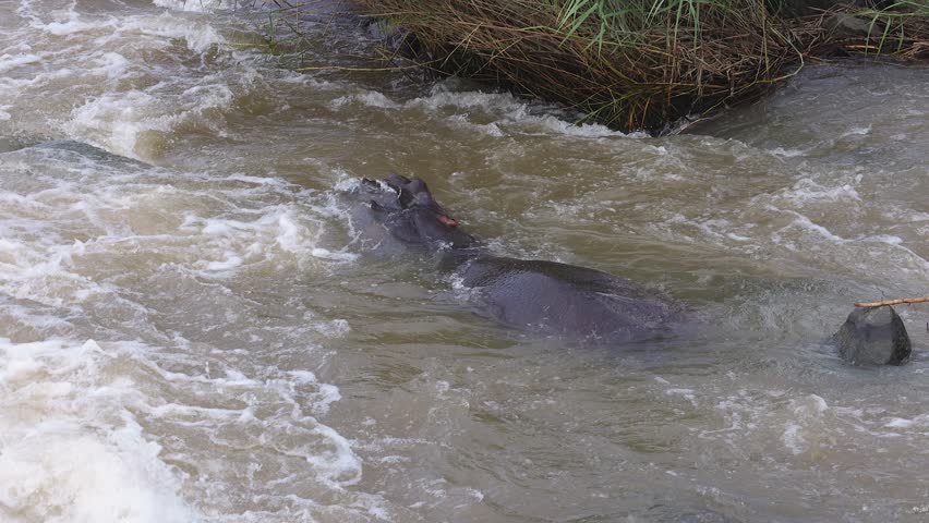 Slo mo: One hippo relaxes in whitewater river rapid in Kruger Natl Park
