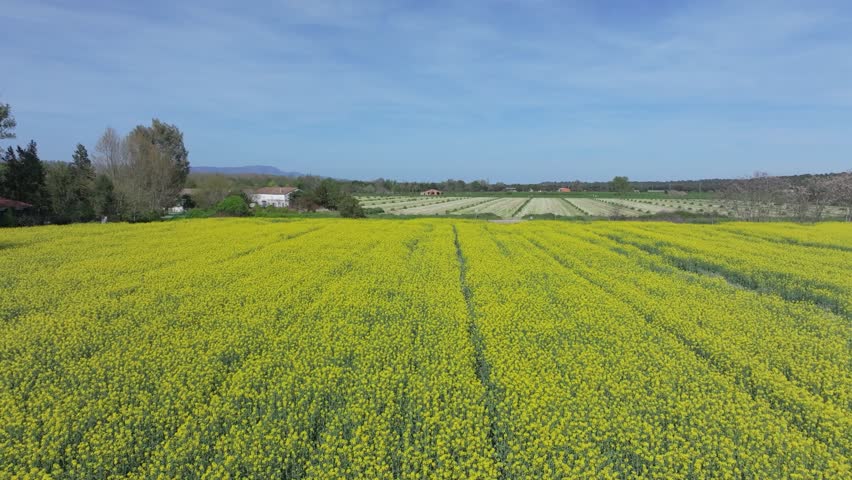 Slow-motion reverse and ascending drone flight over a rapeseed field with vivid yellow flowers and arable lines. Surrounded by other crops, creating strong contrast with the deep blue sky.