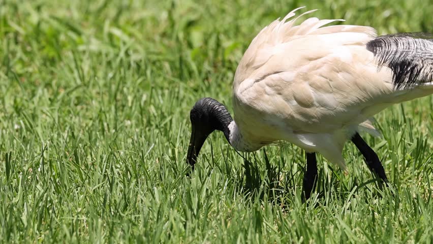 A solitary ibis with a black head and white body forages in vibrant green grass.