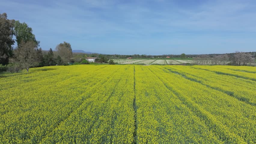 Slow reverse drone flight over a blooming rapeseed field with a central plow line, surrounded by other crops, showing vivid contrast between bright yellow flowers and deep blue sky.