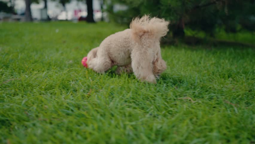 Small, fluffy dog walks on green grass at the park with toy. Adorable poodle puppy enjoys a walk. Dog explores nature and plays in the park. Purebred dog enjoys a day outside.