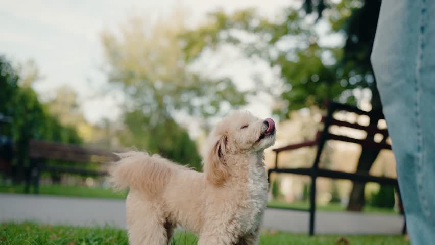 Adorable fluffy Toy Poodle playing in a park, enjoying a sunny day outdoors. The cute puppy looks up at its owner, showing love and affection. Perfect for pet, lifestyle, and family-themed projects.