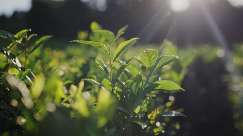 Close-up view of dew on vibrant green tea leaves, with sunlight filtering through the foliage in a serene, natural setting. Sunlight Filtering Through Fresh Green Tea Leaves in Field