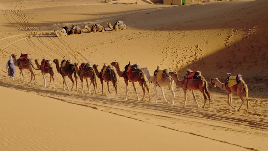 Camels walk in a line across the Moroccan desert. A person in traditional Moroccan garb walks in front, leading the camels across the sandy expanse.