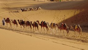 Camels walk in a line across the Moroccan desert. A person in traditional Moroccan garb walks in front, leading the camels across the sandy expanse. - Powered by Shutterstock - Get 15% off with code: PIKWIZARD15