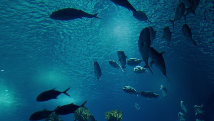 Underwater view of a school of fish swimming peacefully in the ocean, showcasing the serene marine life and the beauty of aquatic environments. Underwater View of Fish Swimming in the Ocean