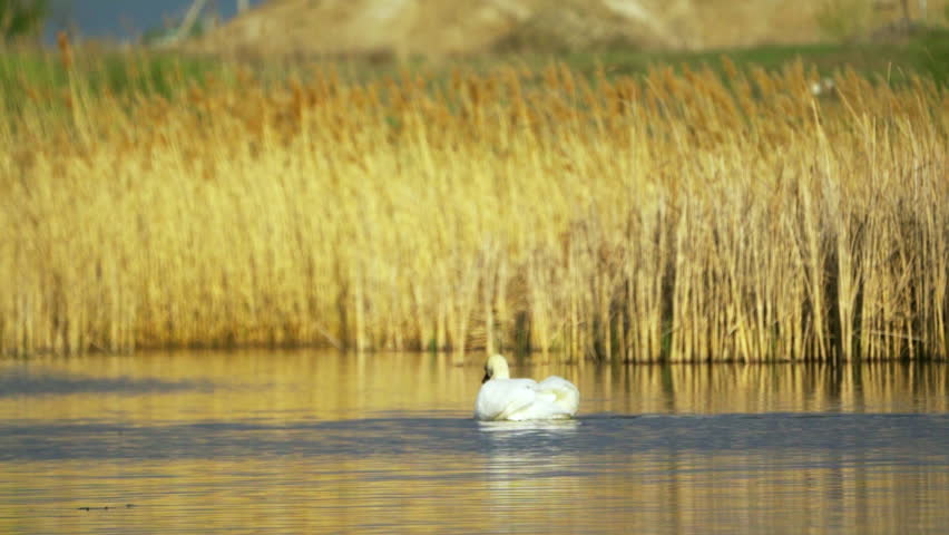 Mute swan (Cygnus olor).  A white swan flapping its wings takes off over the water. Slow motion.
