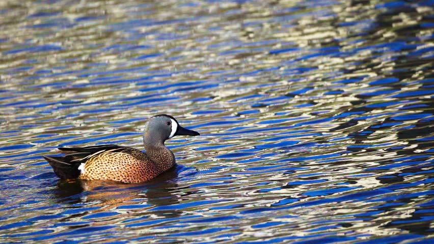 Blue-Winged Teal Pair Swimming in Early Spring Lake
