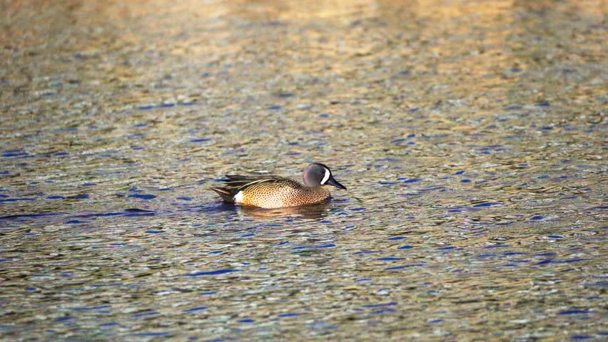 Blue-Winged Teal Pair Swimming in Early Spring Lake
