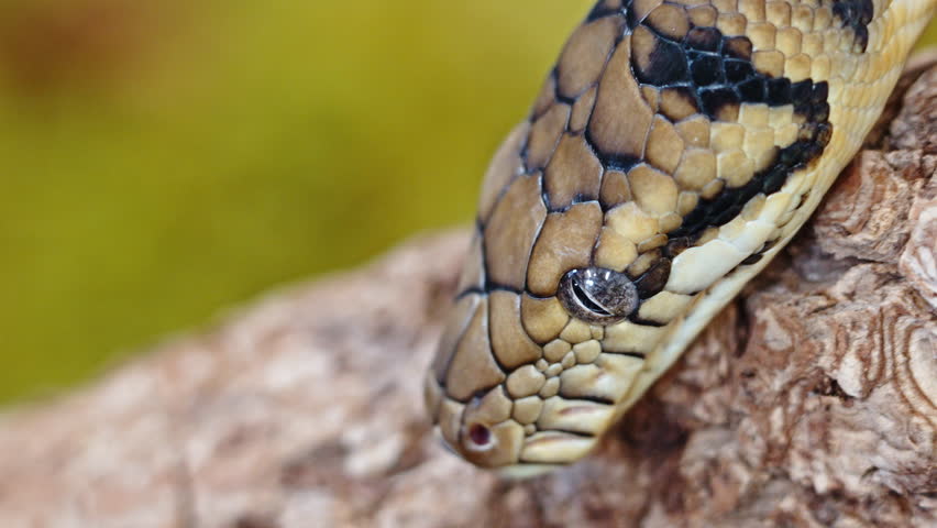 Close-up of a snake