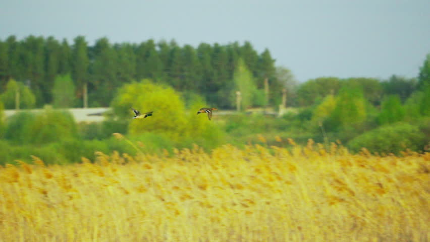 Mallards (Anas platyrhynchos) in flight. A pair of ducks, a drake and a female, fly over yellow reeds.  Slow motion.