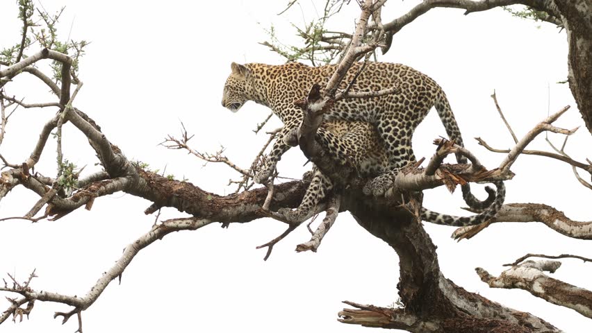 Two leopard cubs playing and jumping around in a tree, Mashatu Game Reserve.