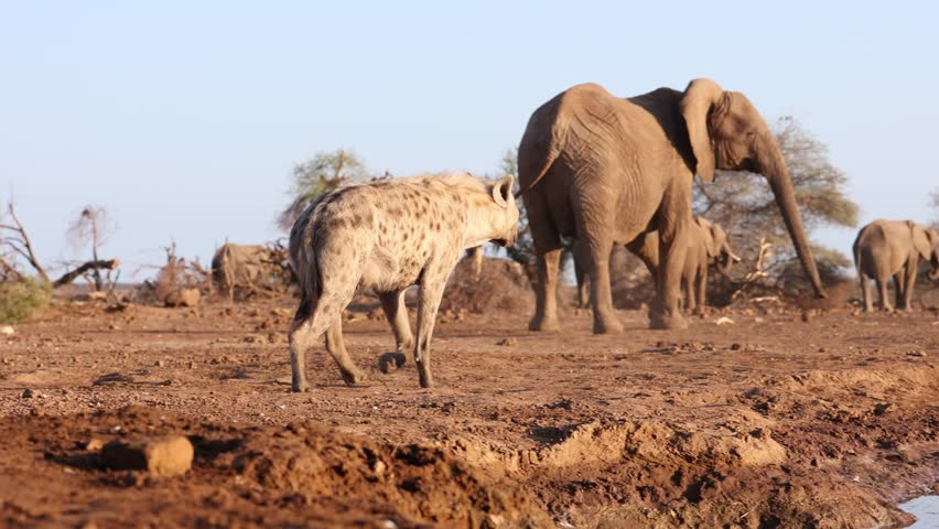 Spotted hyena walking towards a waterhole with elephants feeding in the background, Mashatu Game Reserve.