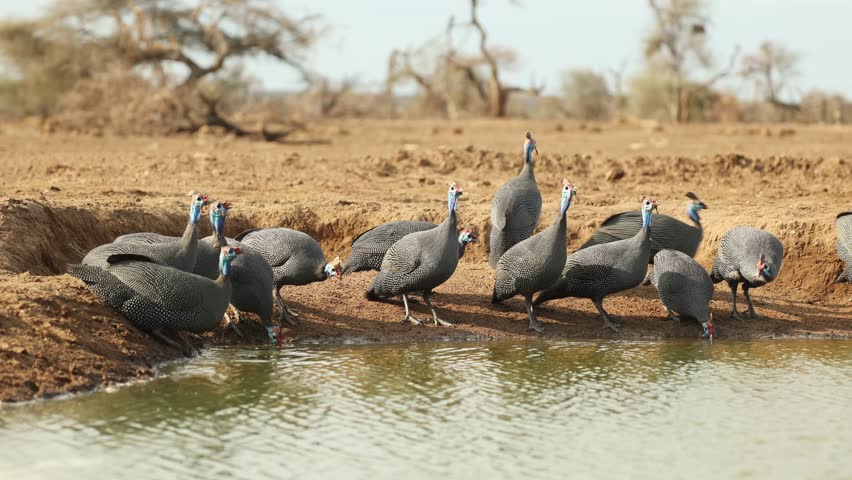 Wide shot of a flock of helmeted guinea fowl drinking at a waterhole in front of an underground hide, Mashatu Game Reserve.