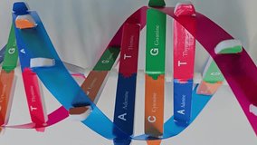 Colorful DNA model representing genetic structure and base pairs in an educational setting - Powered by Shutterstock - Get 15% off with code: PIKWIZARD15