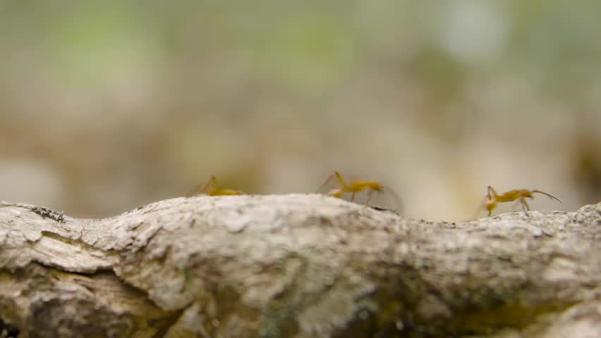 Close-up of army ants forming a living bridge by linking their bodies to cross between tree branches in a tropical forest, showcasing collective insect behavior and natural engineering.