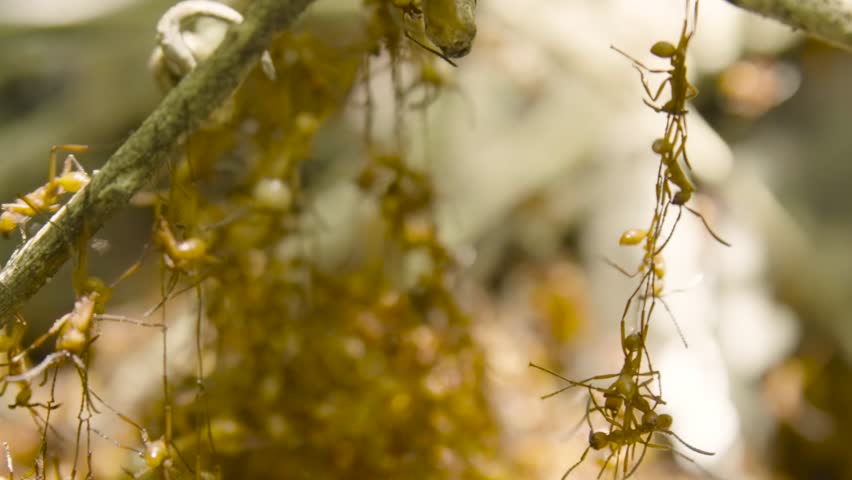 Close-up of army ants forming a living bridge by linking their bodies to cross between tree branches in a tropical forest, showcasing collective insect behavior and natural engineering.