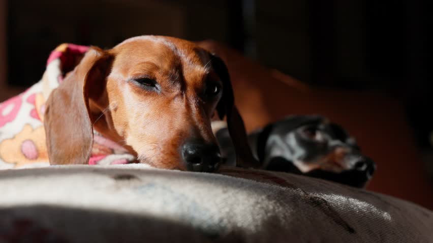 Two dachshunds snuggled up in their coats rest peacefully on a couch, enjoying the warmth of winter sunlight.