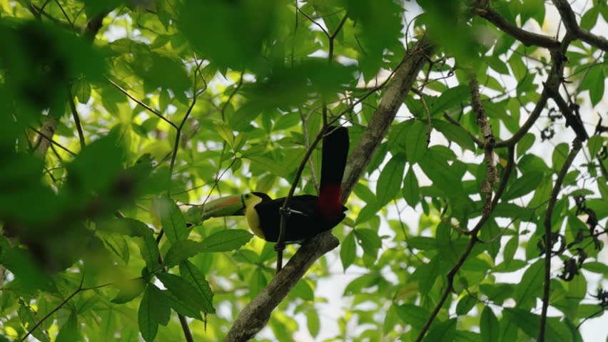 A colorful Keel-billed toucan rests on a branch surrounded by lush foliage in the rainforest of Tikal National Park, Guatemala.