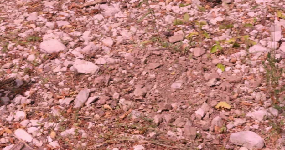 A close-up shot shows a dog digging intently in a rocky, grassy area, uncovering truffles amidst scattered stones and sparse vegetation in a natural setting.