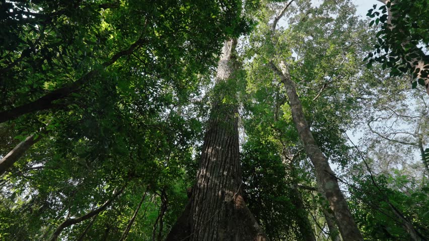 A sacred Ceiba tree, revered by the Maya, rises through the lush tropical canopy of Tikal’s rainforest under bright daylight.