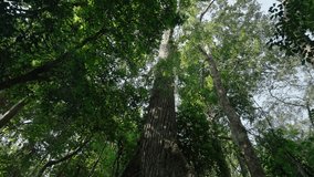 A sacred Ceiba tree, revered by the Maya, rises through the lush tropical canopy of Tikal’s rainforest under bright daylight. - Powered by Shutterstock - Get 15% off with code: PIKWIZARD15
