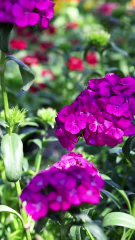 Vibrant flowers in Suan Luang Rama IX Park