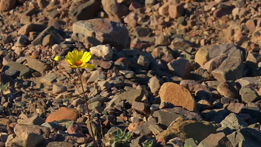 Blooming Desert Sunflower At Death Valley National Park In California, United States. Close-up Shot