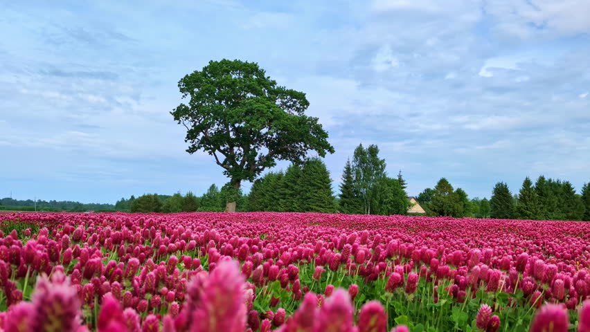 A field of vibrant pink flowers with a large tree in the background, Latvia