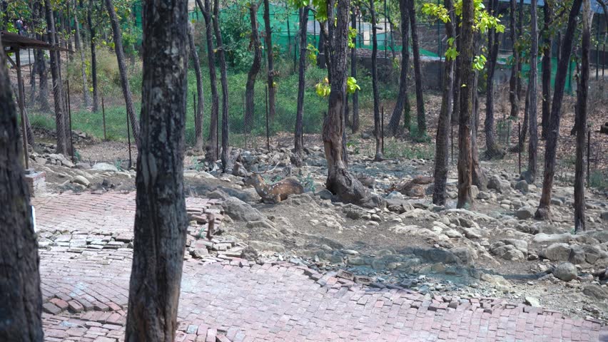 A Peaceful Forest View in India
