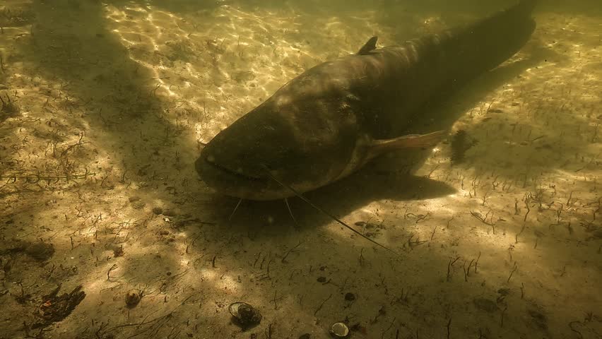 A lateral close-up of a wels catfish – Silurus glanis – resting on the sandy bottom of a river, slowly revealing the full length of its powerful body from head to tail.